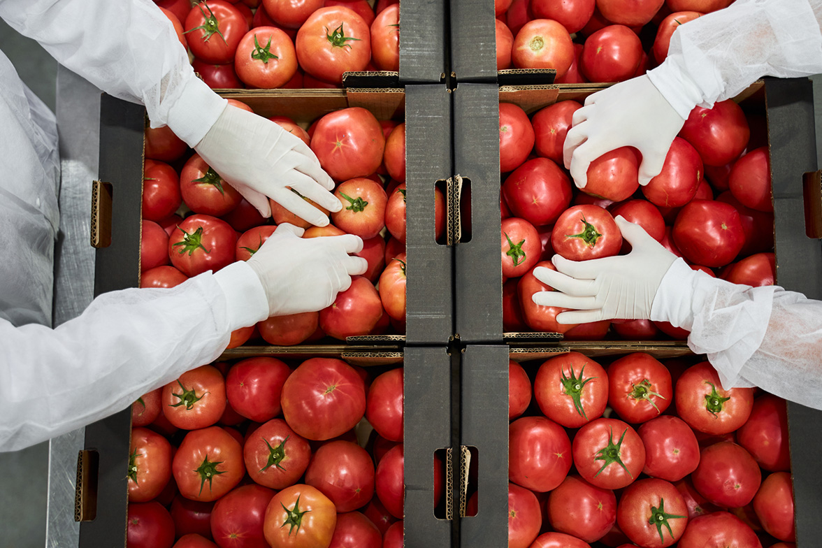 Warehouse employees packing tomatoes 